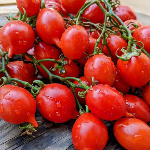 Pomodorino Del Piennolo Del Vesuvio Longkeeper Tomato Meraki Seeds