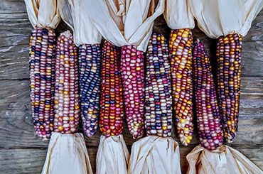 Show products in category Corn Picture for category Corn