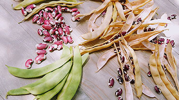 Show products in category Beans - Phaseolus Picture for category Beans - Phaseolus