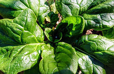 Show products in category Greens Picture for category Greens