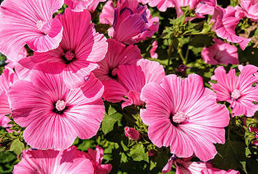 Show products in category Flower Seeds Picture for category Flower Seeds
