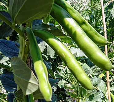 Show products in category Broad Beans Picture for category Broad Beans