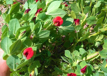 Show products in category Other Legumes Picture for category Other Legumes