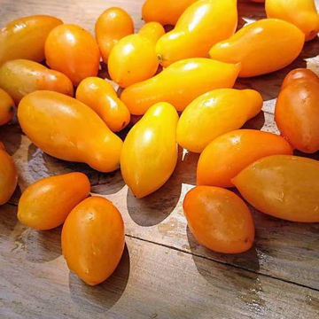 Borghese Vase Roman Tomato Seeds Borghese Vase Roman Tomato Seeds