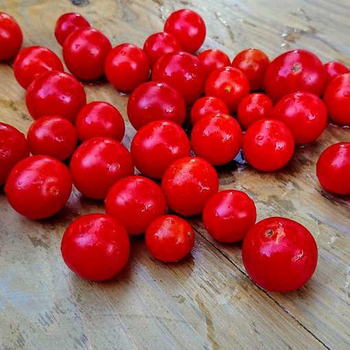 Cherry Falls Tomato Seeds