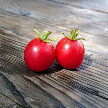 Cherry Fountain Tomato Seeds Cherry Fountain Tomato Seeds