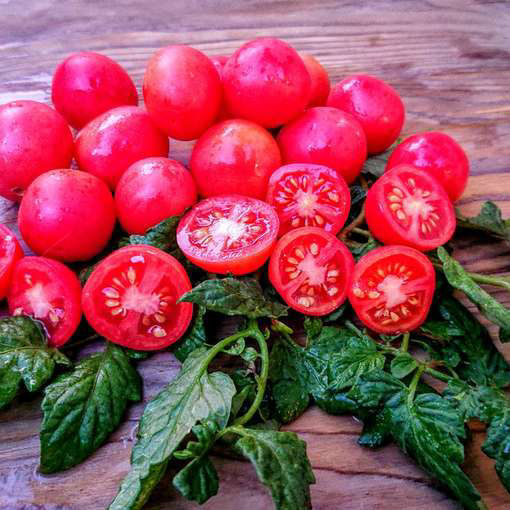 Gartenperle Tomato Seeds