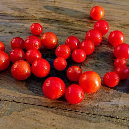 Hundreds & Thousands Tomato Seeds