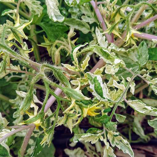 Shimofuri Tomato-Meraki Seeds