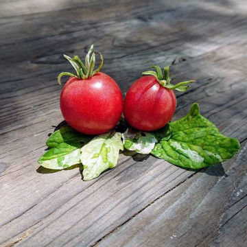 Shimofuri NOT Tomato Seeds Shimofuri NOT Tomato Seeds