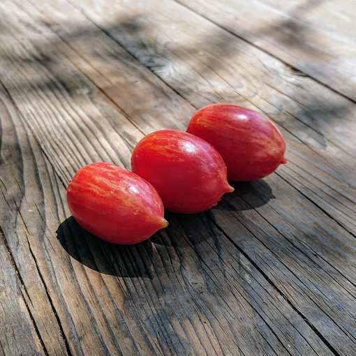 Spanish Dancer Tomato Seeds