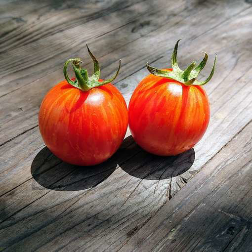 Spanish Dancer - NOT Tomato Seeds