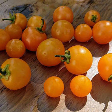 Balconi Yellow Tomato Seeds Balconi Yellow Tomato Seeds