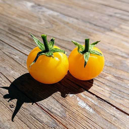 Birdie Jaune Tomato Seeds