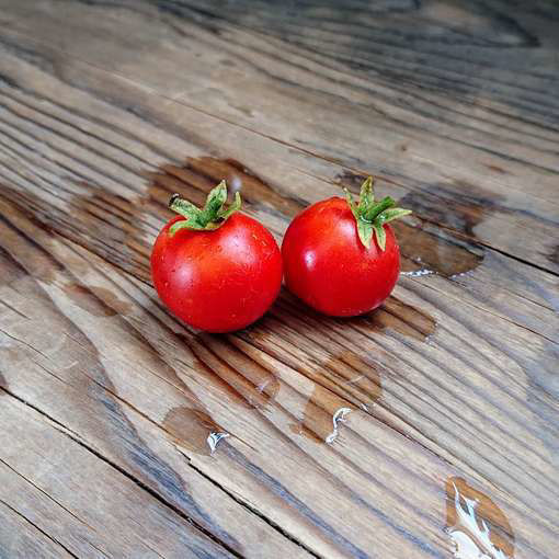 Chibikko Tomato Seeds