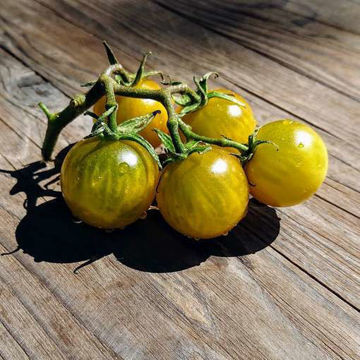 Fat Frog Tomato Seeds Fat Frog Tomato Seeds