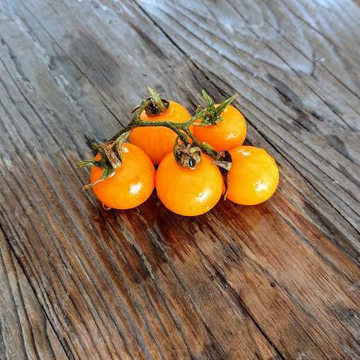 Hahms Gelbe Topftomate Tomato Seeds