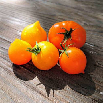 Lil’Peeps Tomato Seeds Lil’Peeps Tomato Seeds