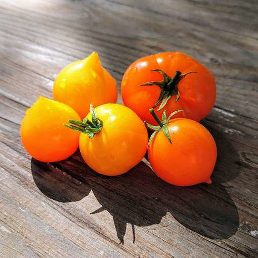 Lil’Peeps Tomato Seeds