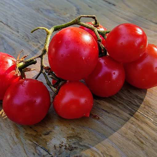 Maja Tomato Seeds