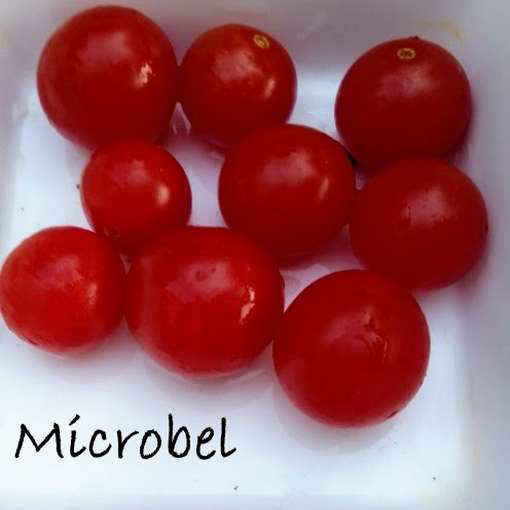 Microbel Tomato Seeds