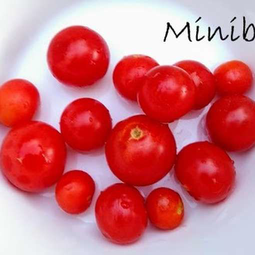 Minibel Tomato Seeds
