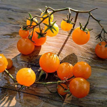 Pendulina Yellow Tomato Seeds Pendulina Yellow Tomato Seeds