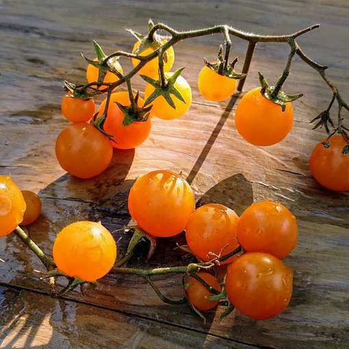 Pendulina Yellow Tomato Seeds