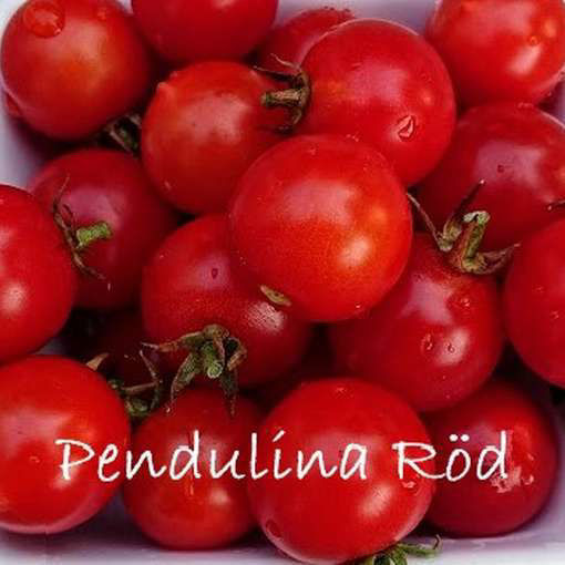 Pendulina Red Tomato Seeds