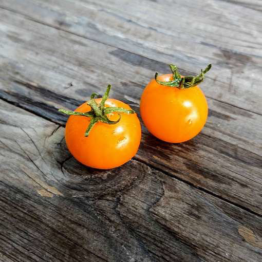 Pinocchio Tomato Seeds