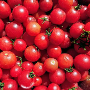 Rosy Finch Tomato Seeds Rosy Finch Tomato Seeds