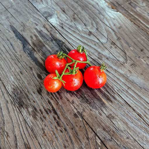 Sibirische Zimmertomate Tomato Seeds