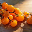 Sweet n Neat Yellow Tomato Seeds
