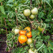 Utyonok Tomato Seeds