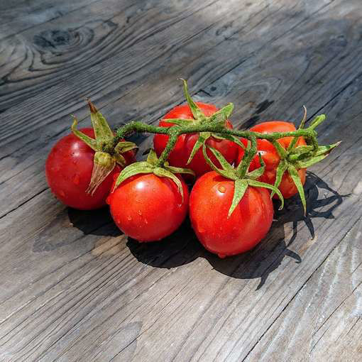 Bellstar Tomato Seeds