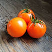 Djina Tomato Seeds
