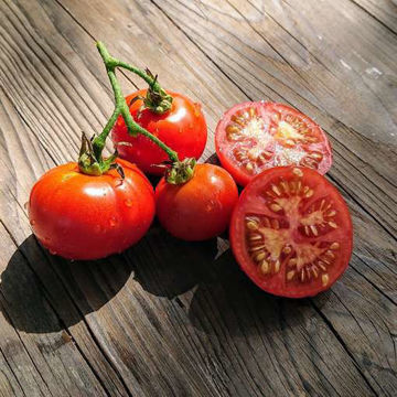 Erik Tomato Seeds Erik Tomato Seeds