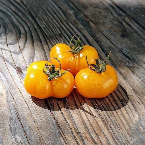 Fablonelystyni Tomato Seeds