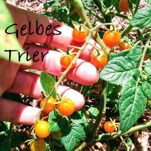 Gelbes Trier Tomato Seeds