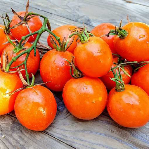 Grusha Oranzhevaya Tomato Seeds