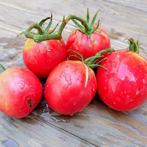Grusha Rozovaya Tomato Seeds