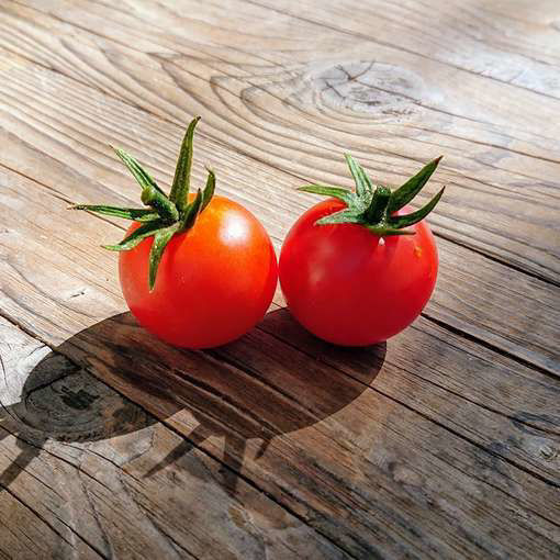 Maskotka Tomato Seeds