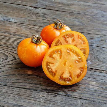 Mountain Gold Tomato Seeds Mountain Gold Tomato Seeds