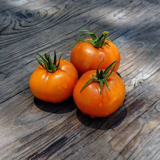 Oranze Tomato Seeds