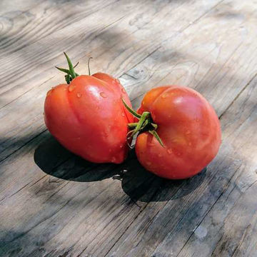 Petrusha the Gardener Tomato Seeds Petrusha the Gardener Tomato Seeds