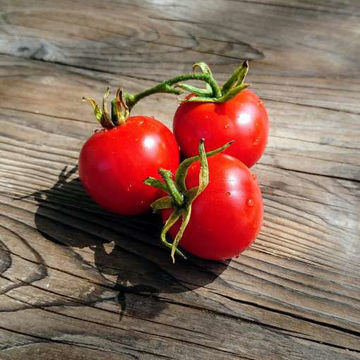 Polar Baby Tomato Polar Baby Tomato