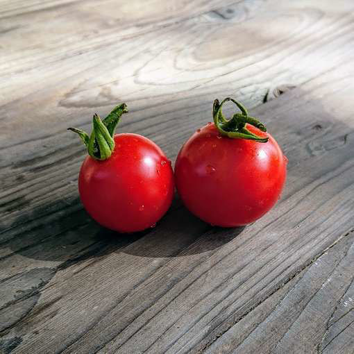 Polar Gem Tomato Seeds