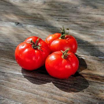 Puck Tomato Seeds Puck Tomato Seeds