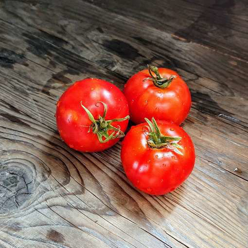 Scotia Tomato Seeds