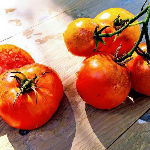 Sertse Ashabada Tomato Seeds